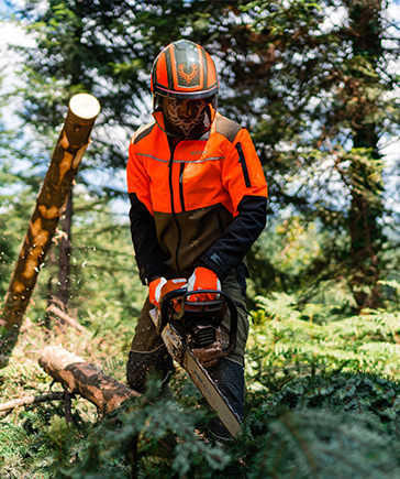 Person mit Forsthelm und Schnittschutzkleidung fhrt mit einer Motorsge Fllarbeiten im Nadelwald aus.