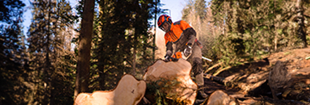 Forstarbeiter mit Schnittschutzkleidung und Motorsge zerteilt einen groen Baumstamm im Wald bei Sonnenlicht.