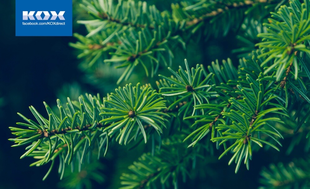 191212_KOX_Blog_Dezember_DE_Tannenzweige