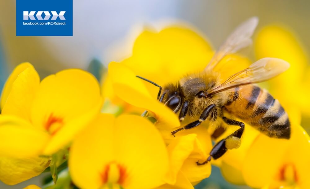 200110_KOX_Blog_1899x1009_Januar_Biene_DE-1536x816