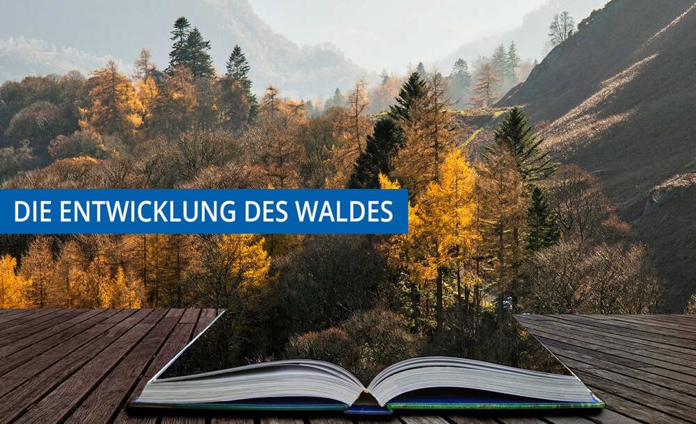 Die Entwicklung des Waldes