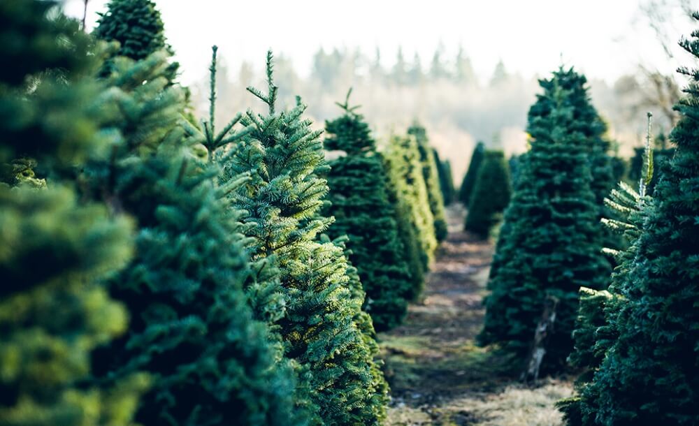 baum-baeume-wald-herbst-winter-fakten-zahlen-daten-event-feier-weihnachtsfeier