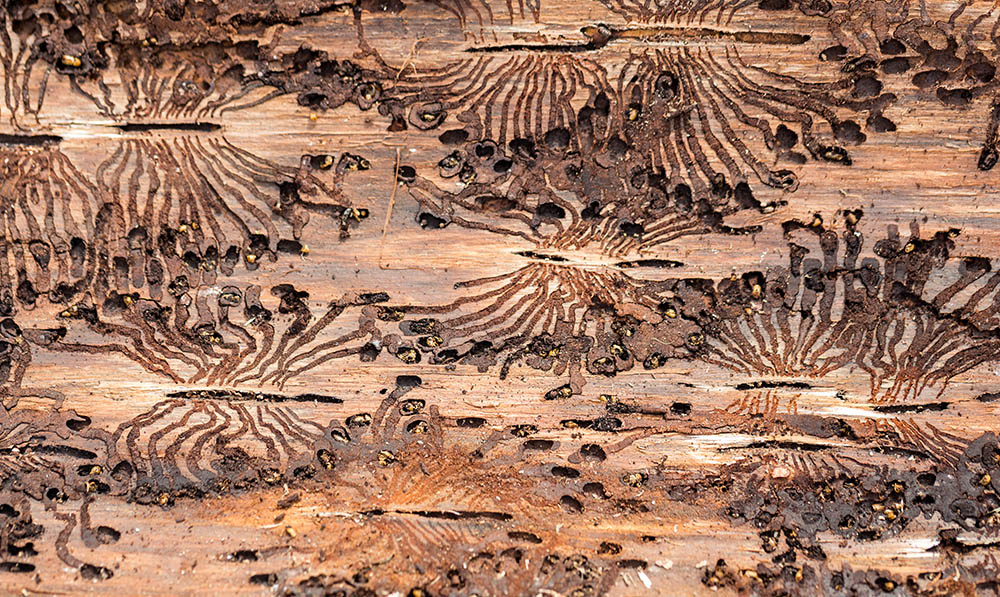 folgen-kaeferbefall-baeume-forstwirtschaft-forst-borkenkaefer-gefahr-wald-holzernte-befall