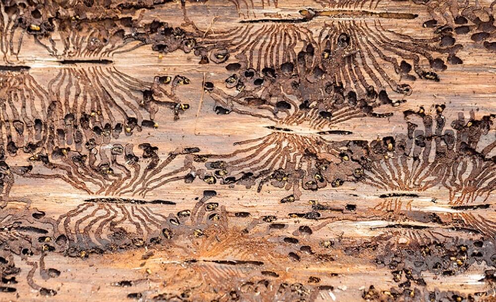 forstarbeiter-tipps-borkenkaefer-buchdrucker-waldschutz-verhindern-gefaehrlich-kupferstecher-schaden