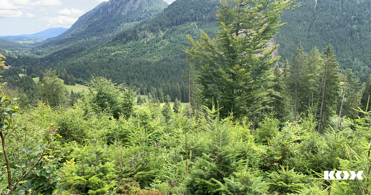 Forstarbeit nachhaltiger Holzeinschlag