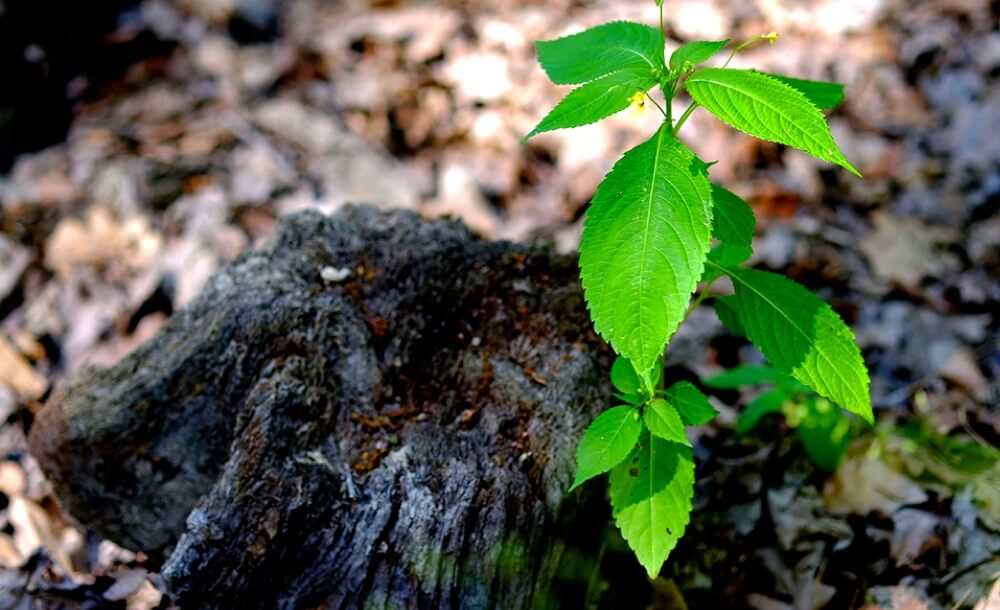 naturverjuengung-nutzen-keimlinge-wald-forstarbeit-altbestand-analysieren-potenzial