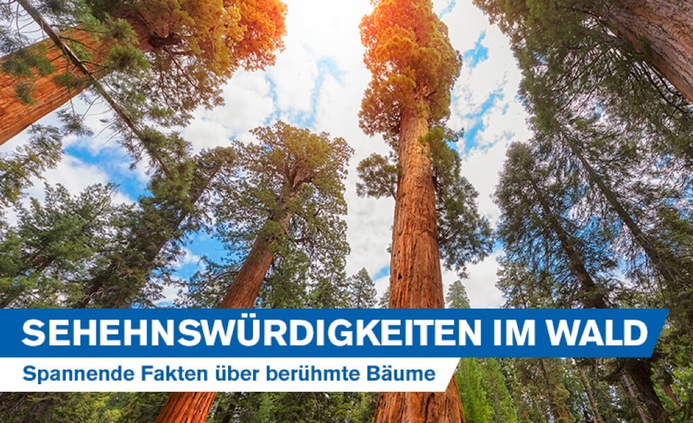 Rekordhalter und Sehenswrdigkeiten im Wald: Spannende Fakten ber berhmte Bume weltweit