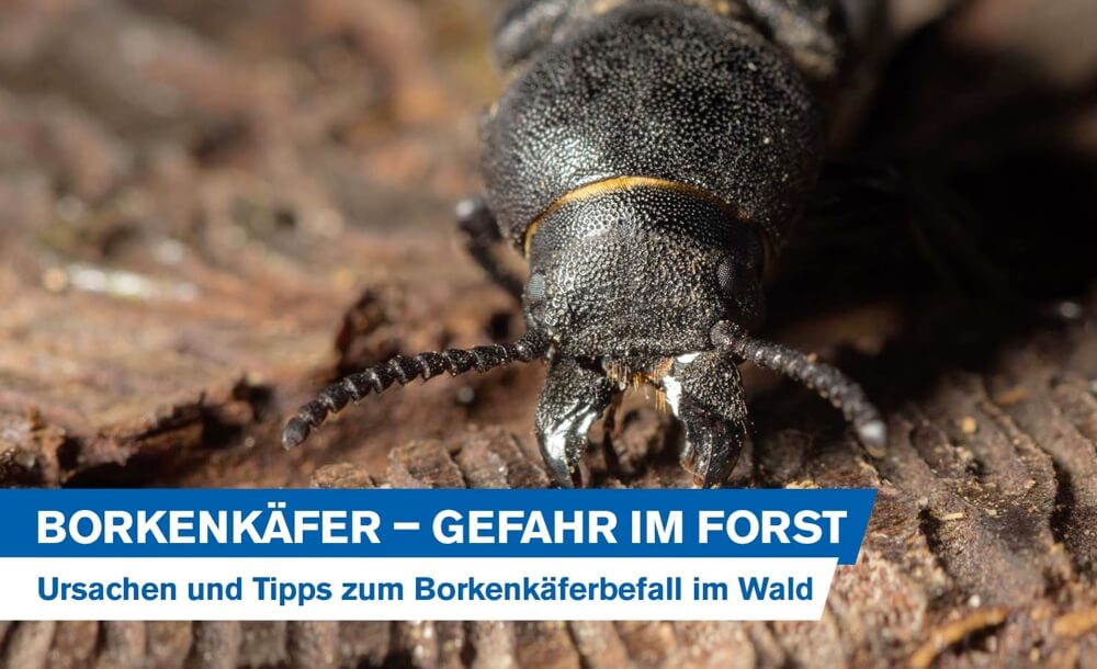 ursachen-tipps-borkenkaeferbefall-wald-borkenkaefer-gefahr-forst-schutz-trockenheit