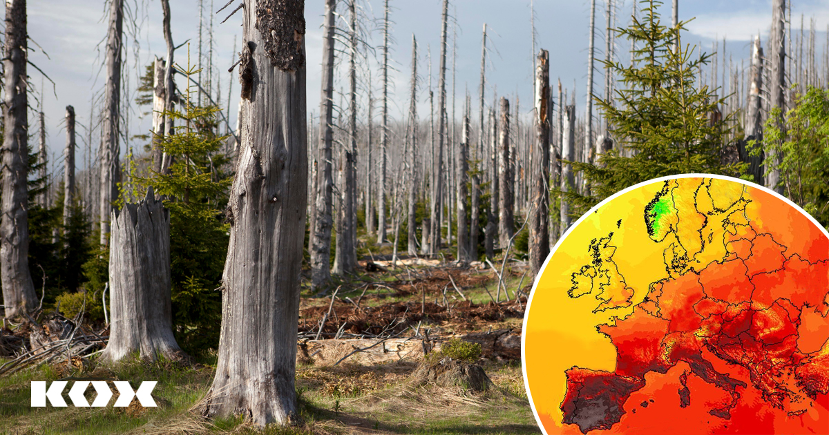 Waldsterben in Europa