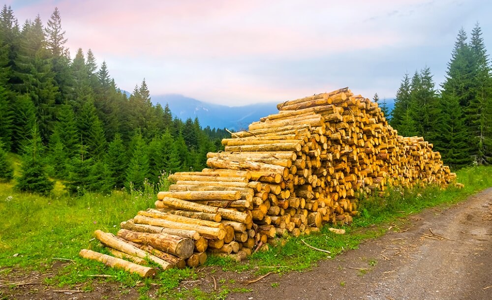 zusammenfassung-ziele-waldstrategie-2020-wald-zukunft-waldstrategie-2020-forst-politik