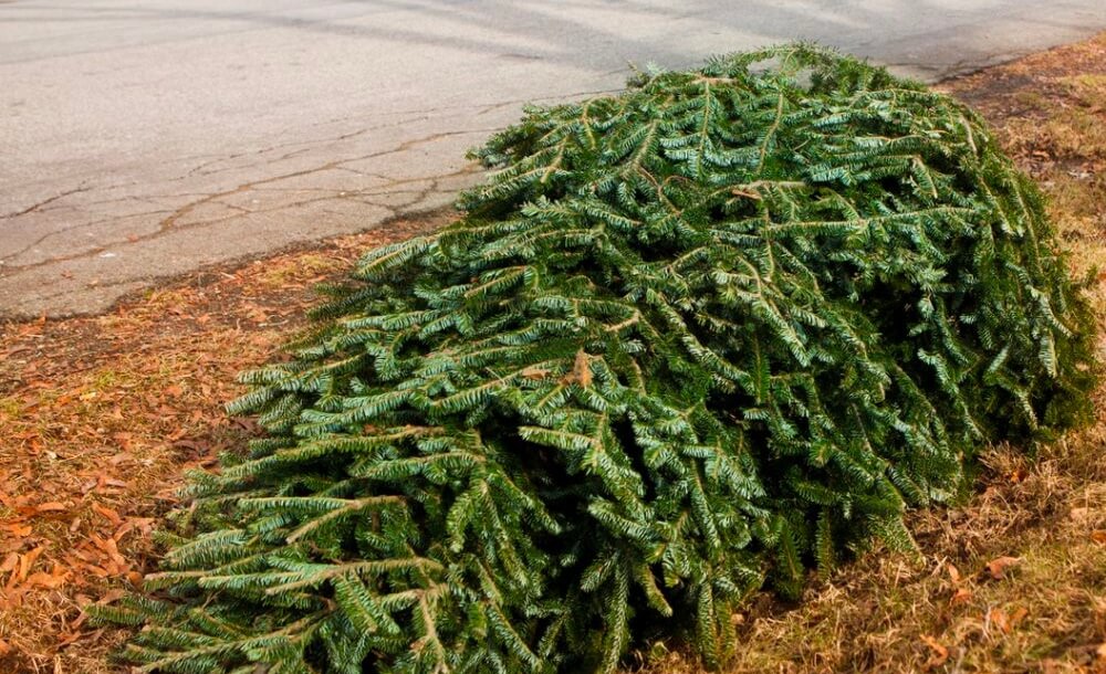 Die Christbaumverwertung - Den ausrangierten Weihnachtsbaum sinnvoll entsorgen