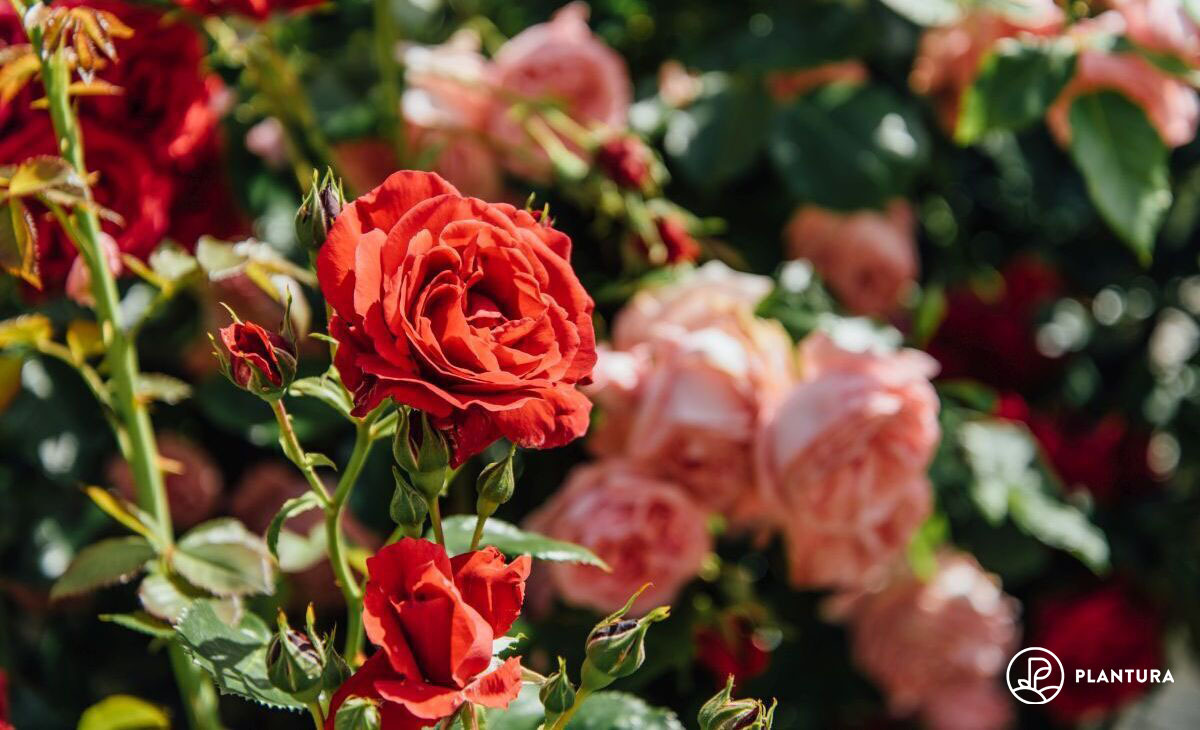 Strauchrosen mit roten Blten