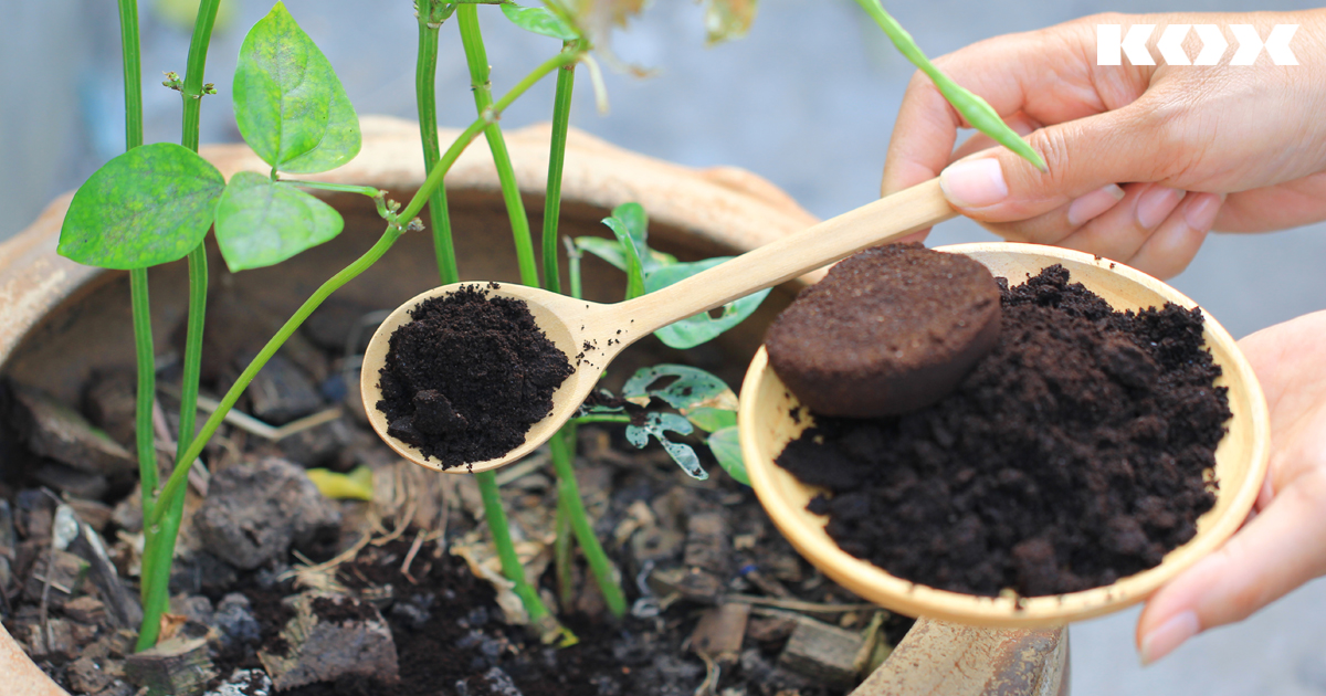 Kaffeesatz gegen Schnecken