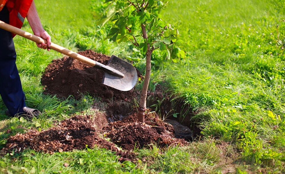 tipps-tricks-garten-pflege-gartenbaeume-obstbaeume-2019-obsternte-blog-pflanzen