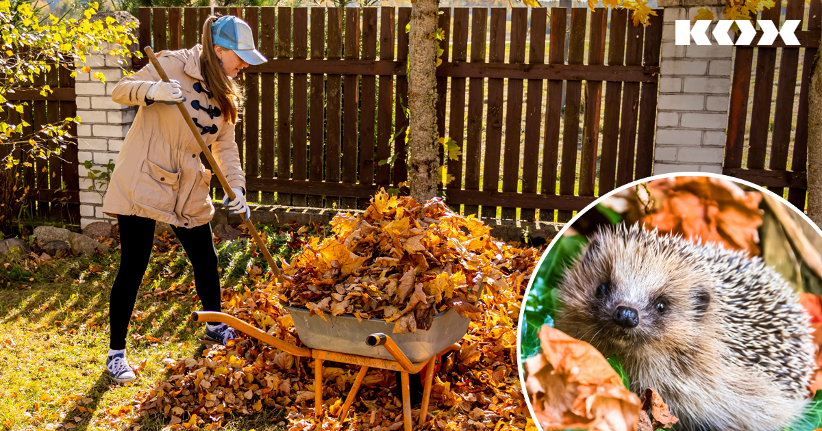 Winterquartier fr Wildtiere im Garten anlegen: Tipps zum berwintern von Insekten, Vgel, Igel und Co.