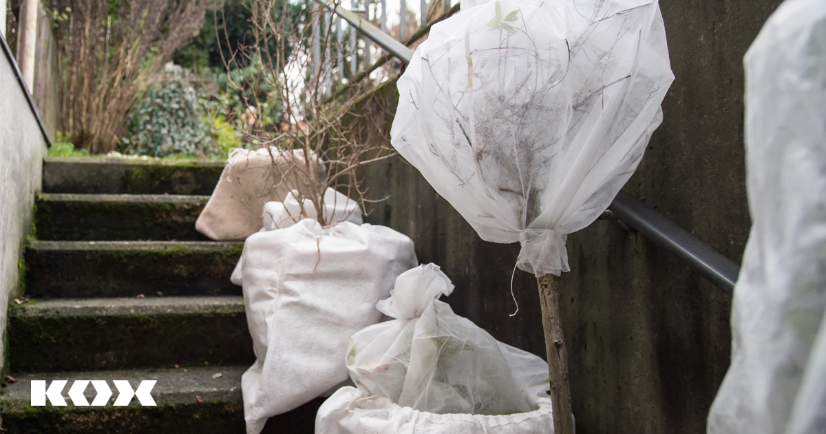 Kbelpflanzen berwintern